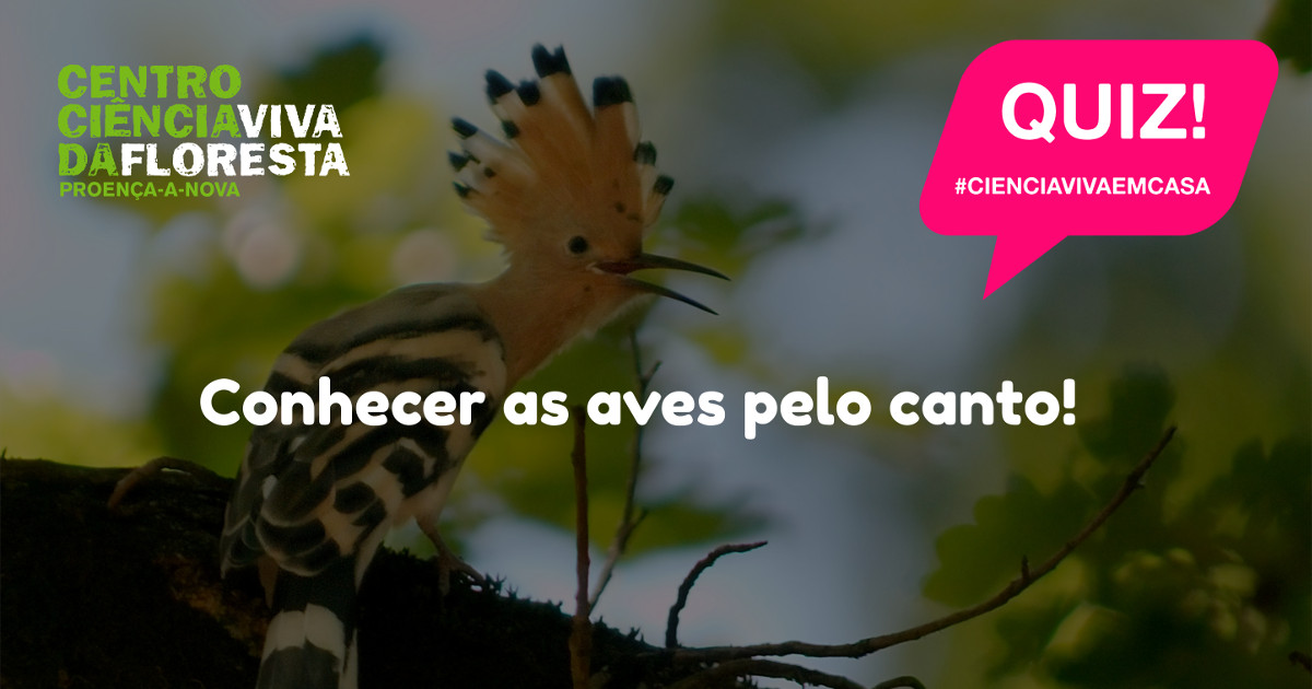 Quiz! Conhecer as Aves Pelo Canto!